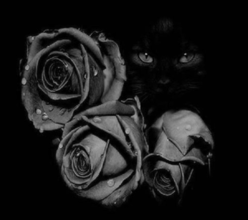 cat eyes roses