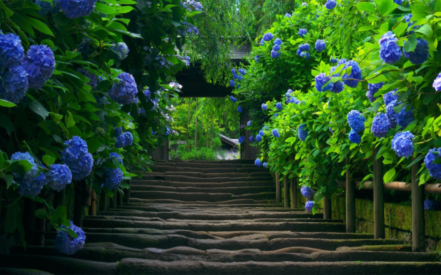 Beautiful Hydrangea Path in Japan
